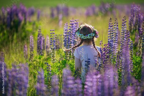 Rear view of little girl with floral daisy wreath in braided hair standing in purple lupine field during sunny summer evening in Latvia
