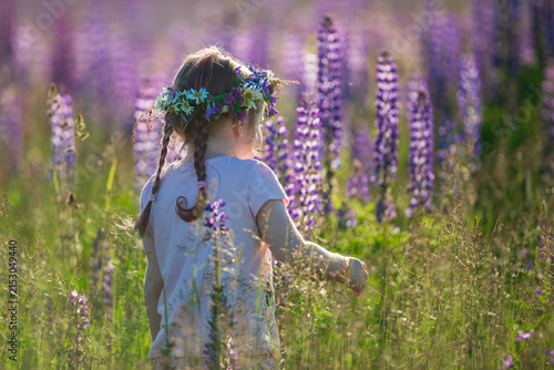 Rear view of little girl with floral daisy wreath in braided hair standing in purple lupine field during sunny summer evening in Latvia