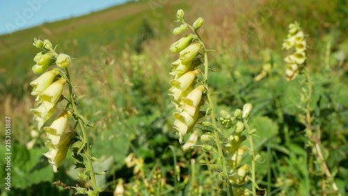 Yellow foxglove Digitalis grandiflora blooming flower elegant tall spikes beautiful sunlit mountain alpine meadow Jeseniky Velky kotel summer, herbaceous perennial flowering plant, grassland mountain