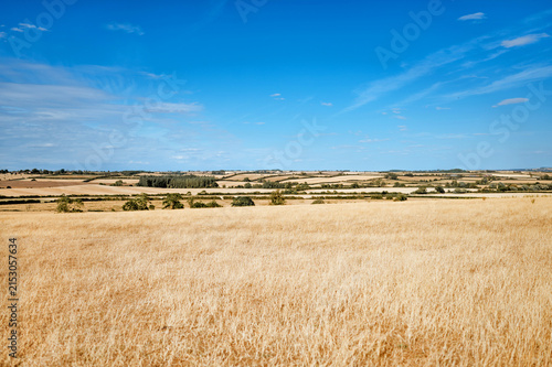 Dry grass field and farmland beneath blue summer sky