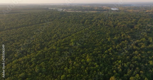 Aerial View of Pedunculate Oak Forest at Sunrise, Croatia
