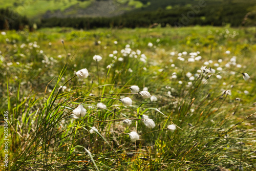 Foto Close up of fluffy white cottongrass swaying in the wind in a mountain wetland