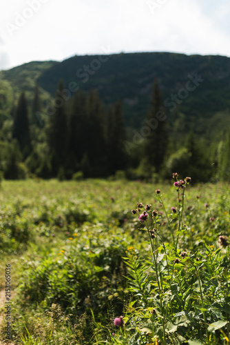 Wild pink thistle flowers growing in a lush green mountain valley in summer.