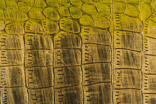 Картината върху платно Macro shot of alligator skin texture