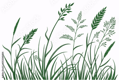 Elegant green grass stalks vector illustration featuring detailed meadow wheat plants and organic foliage elements on a clean white background