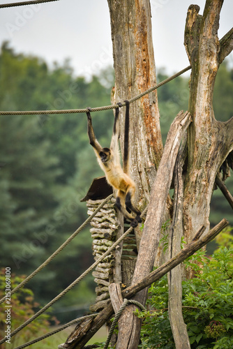 Photography A spider monkey climbing on wooden structures and ropes, showing its agility and long tail