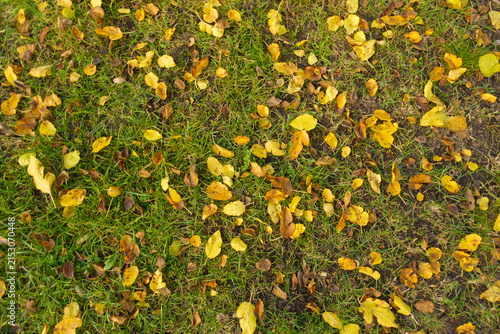 Obraz na płótnie Yellow and brown fallen leaves of mulberry on green grass in November