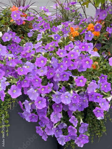 Petunia or Petunia hybrida with abundant purple flowers and green foliage