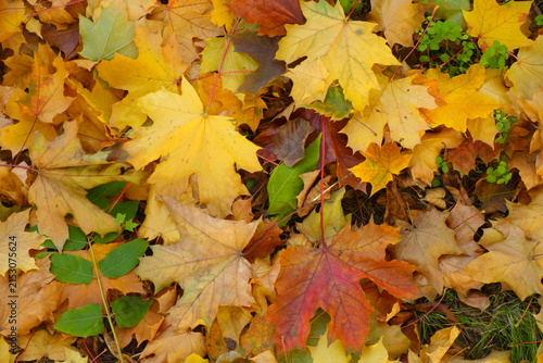 Obraz na płótnie Cover of colorful fallen leaves of maple on the ground in October