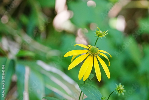Close-up of Yellow Rudbeckia Flower in Natural Light