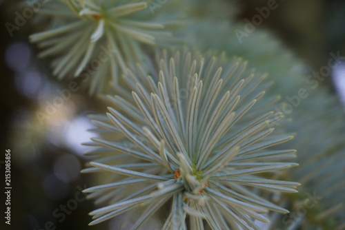Close up of green pine needles background with bokeh light