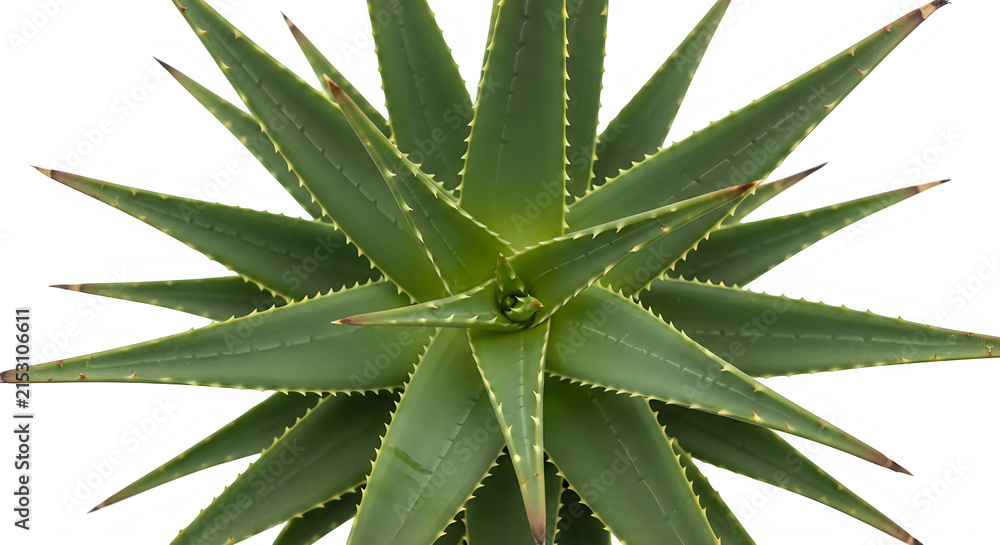 Fototapeta premium Top view of a fresh green aloe vera plant isolated on transparent background