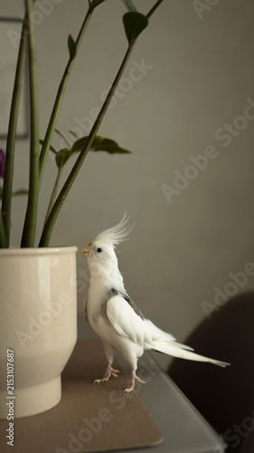 Bild auf Leinwand Charming white cockatiel parrot standing beside potted plant on desk indoors