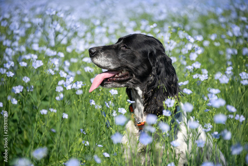Smiling dog in a field of blooming blue flax flowers on a bright sunny summer day. Walking with dogs in the summer outside the city.