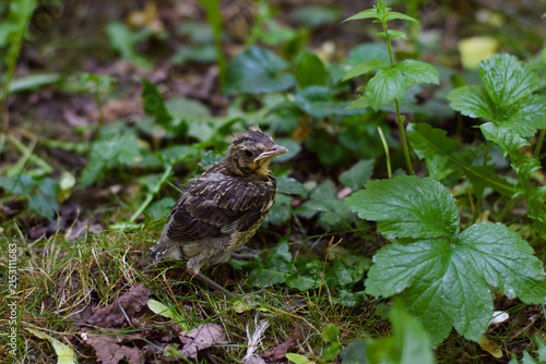 A weak, defenseless chick in the forest. Protecting the environment and wildlife.