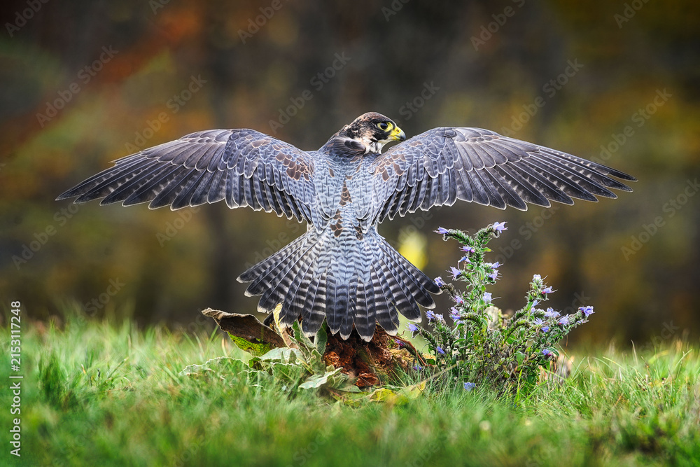 Obraz premium Peregrine Falcon - Falco peregrinus in the grass with spread wings