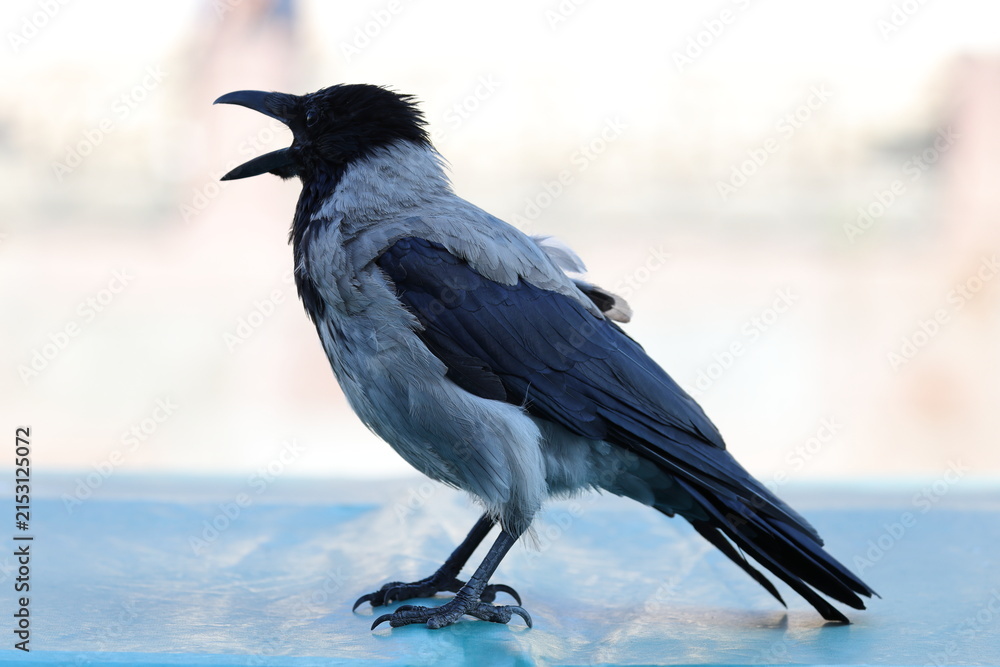 Obraz premium A croaking crow with its beak wide open is standing on a flat surface