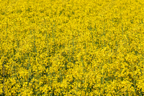 yellow rape field