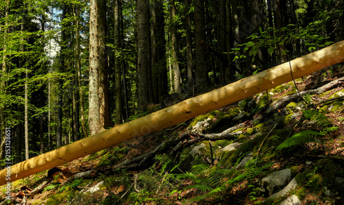 Canvastavla Debarked log lying on mossy ground on a forest hill, timber harvesting concept