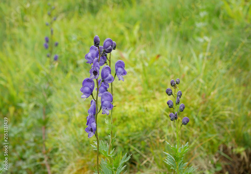 Aconitum napellus monkshood poisonous flowering plants meadow mountain blue garden flower Jeseniky plant, Blue Monkshood, Monks Hood, Aconite, or Wolfsbane herbaceous Venus chariot perennial European