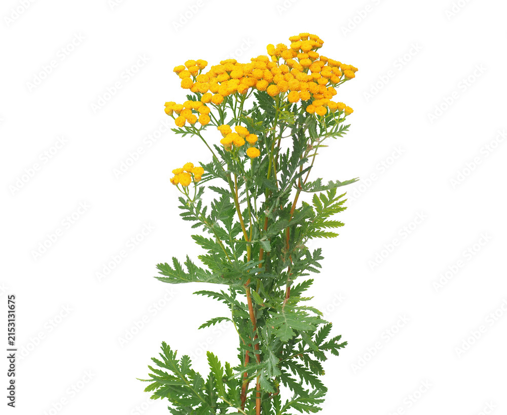 Fototapeta premium Tansy flowering plant isolated on white background, Tanacetum vulgare