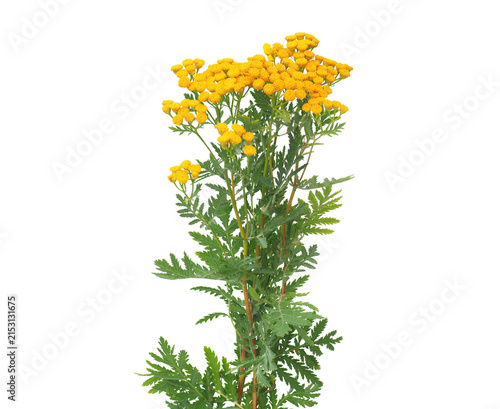 Tansy flowering plant isolated on white background, Tanacetum vulgare
