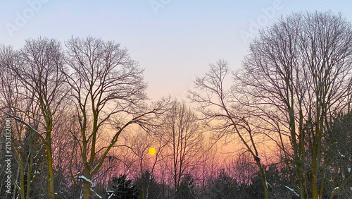 In winter the trees have a sunset on the horizon. This natural landscape and background have copy space. 