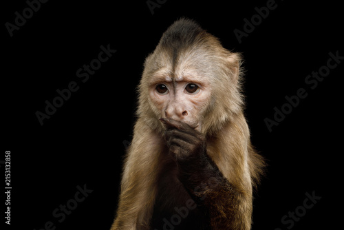 Photography Capuchin monkey thinking with hand near mouth and furrowed brow resembling human