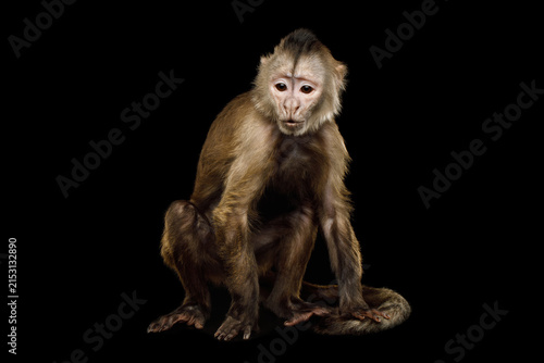 Photography Capuchin monkey sitting full body isolated on black background