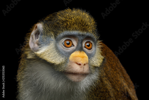 Photography Red-tailed monkey portrait facing camera isolated on black background