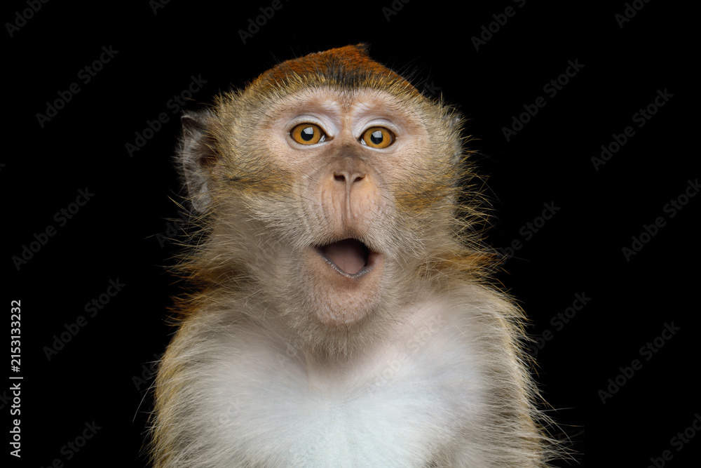 Obraz premium Crab-eating macaque with joyful laughing expression showing delight isolated on black background