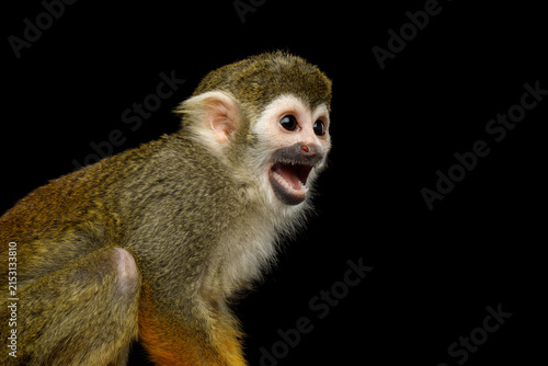 Canvas Print Squirrel monkey screaming with mouth open isolated on black background