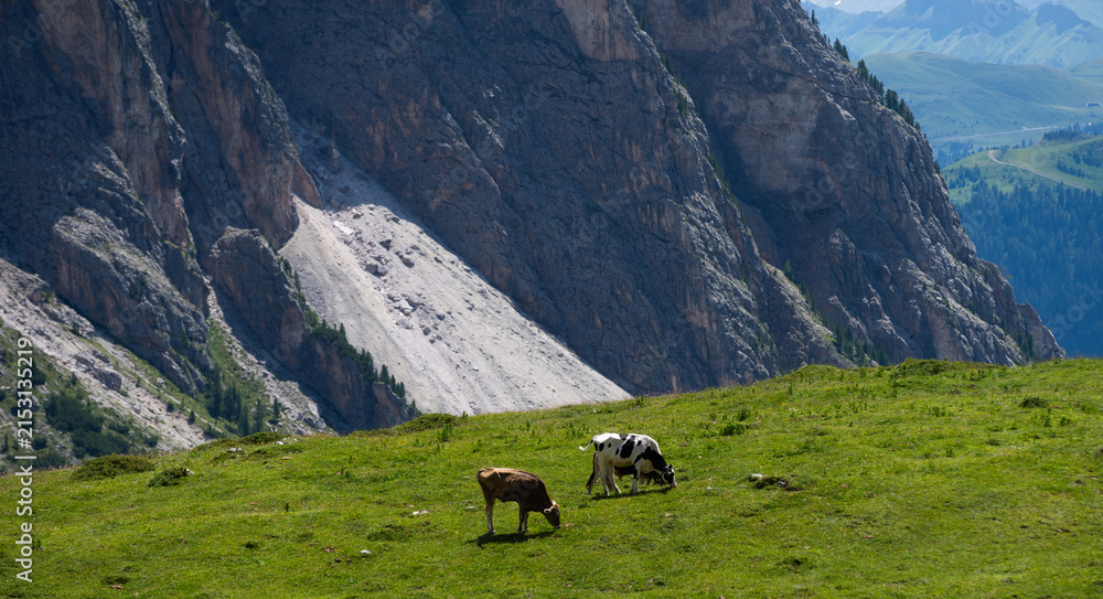 Obraz premium Beautiful idyllic alpine landscape with cows, Alps mountains and countryside in summer