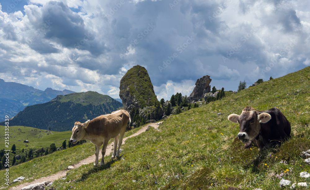 Obraz premium Beautiful idyllic alpine landscape with cows, Alps mountains and countryside in summer