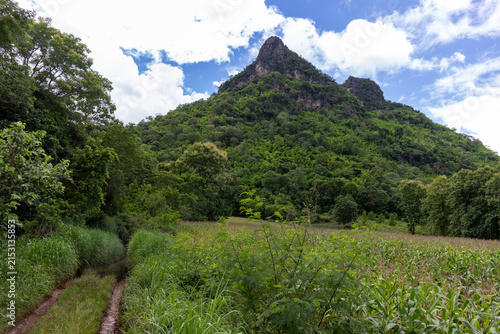 Dirt road through a green cornfield leading towards a steep lush mountain under a bright cloudy blue sky