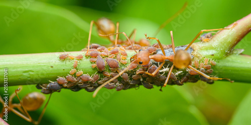 Foto Weaver ants tending aphids on green plant stem