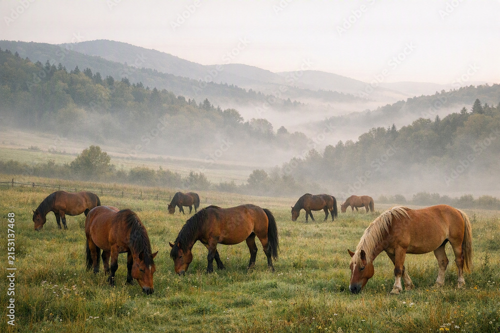 Fototapeta premium Meadow with horses in the Bieszczady Mountains Polish Bieszczady landscape