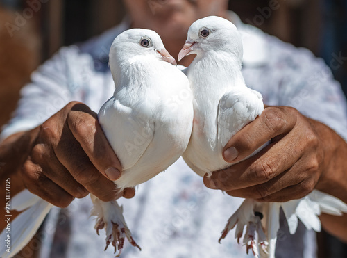 A couple of white pigeons in the man's hand. Columbidae is a bird family consisting of doves and pigeons. Columbiformes is one of the most diverse non-passerine clades of neoavians.