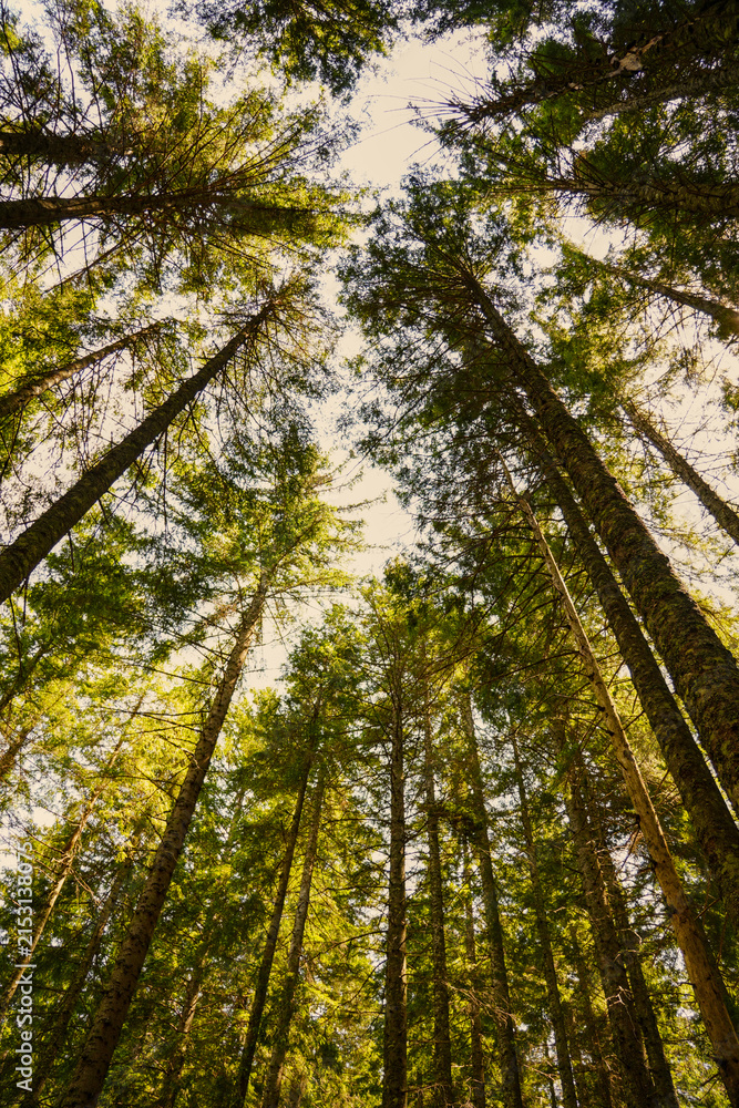 Fototapeta premium Low angle perspective looking up into the canopy of tall evergreen pine trees in Triglav National Park.