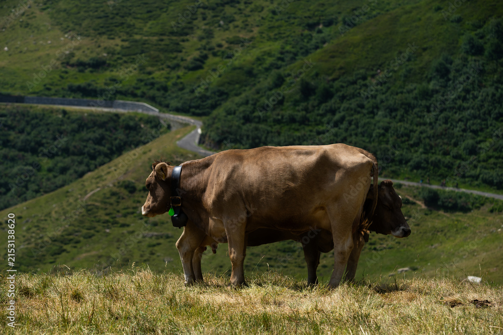 Obraz premium Cow in the Alps, Switzerland