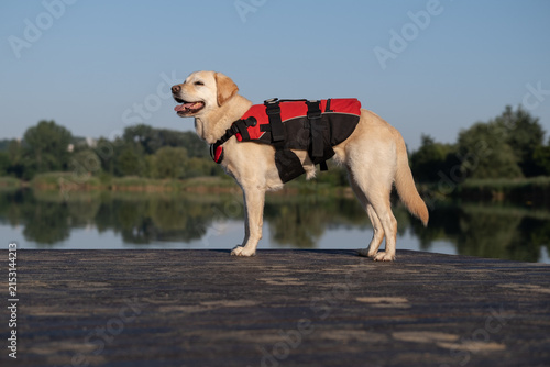 Foto Dog wearing flotation vest ready for paddleboarding and boating adventures