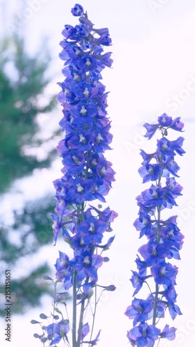 Tall delphinium spikes with blue violet blooms isolated against bright overcast sky in vertical garden portrait