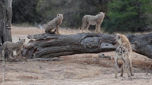  Spotted hyena watching the cheetah cubs