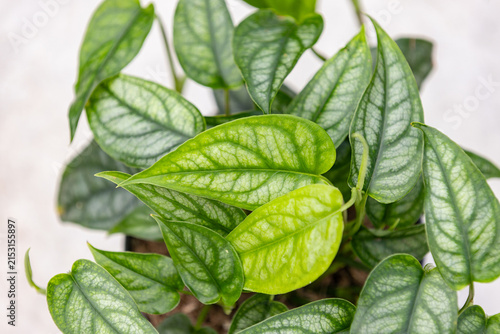 Fotografía Close-up of Monstera siltepecana leaves with distinctive silver-green coloration, intricate dark veins and lush tropical foliage, highlighting the elegant texture of this climbing aroid
