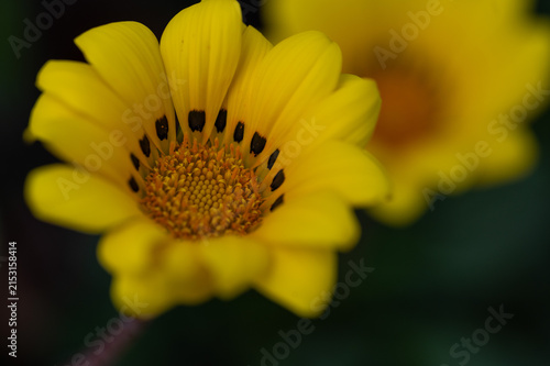 Yellow Flower Macro Close-Up
