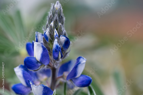 Blue Lupine Flower Macro