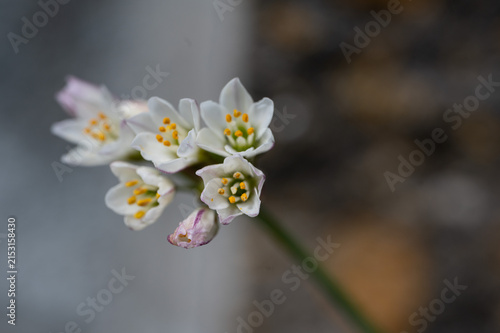 White Flower Cluster Macro