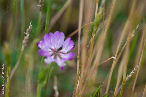 Purple Wildflower in Grass