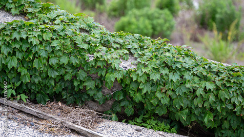 Ivy-Covered Stone Wall Texture