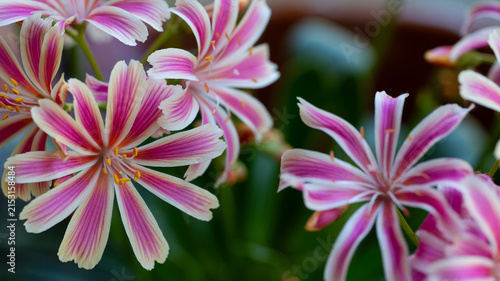 Lewisia Flower with Striped Petals, Sharp Detail